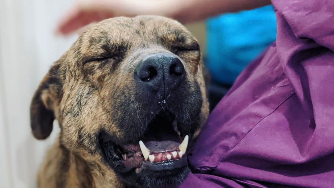 Hong Kong Paws Foundation